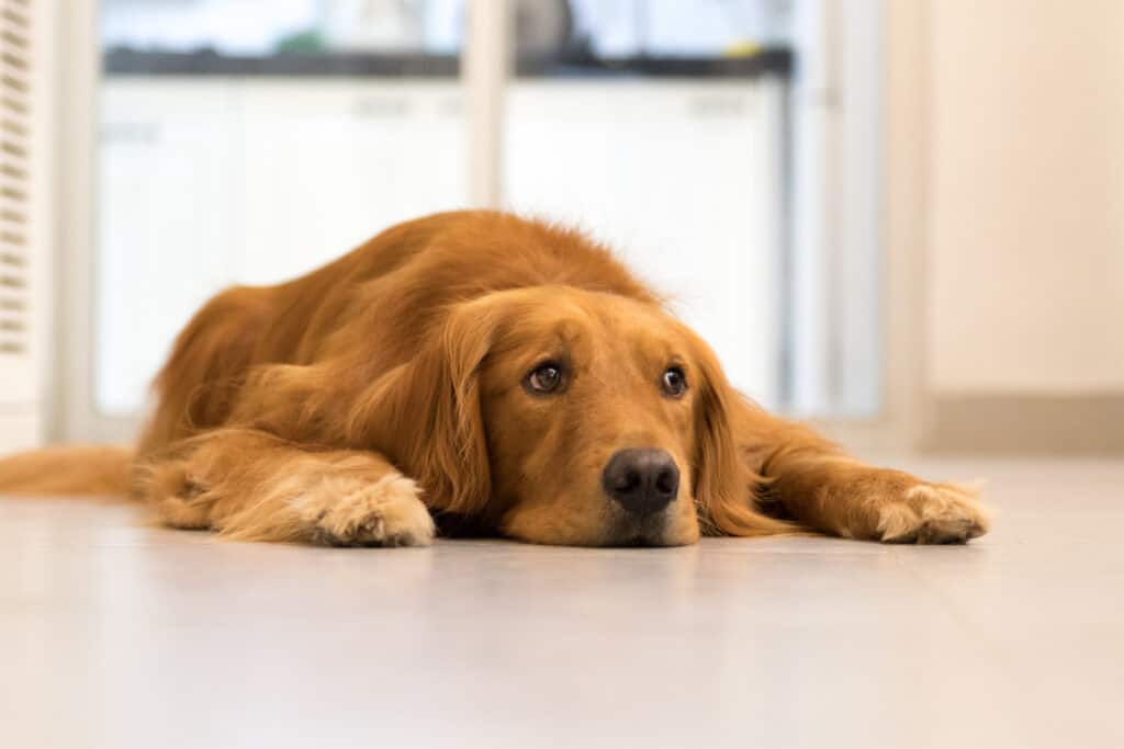 golden retriever lying prone