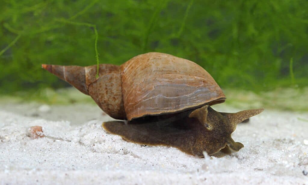 Pond Snail (Lymnaea stagnalis)