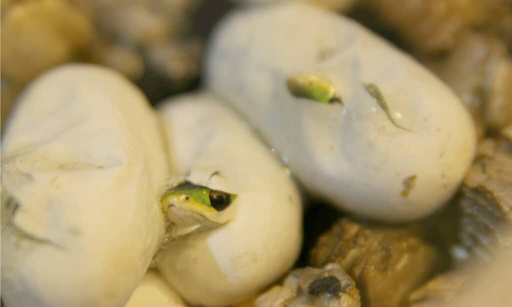 Green rough snake babies emerging from eggs