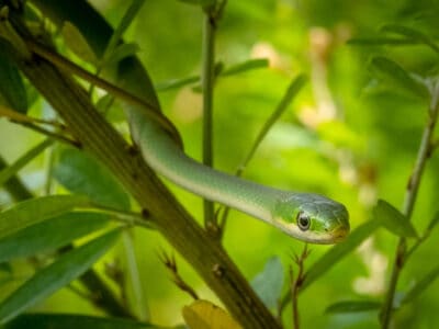 A Green Snake