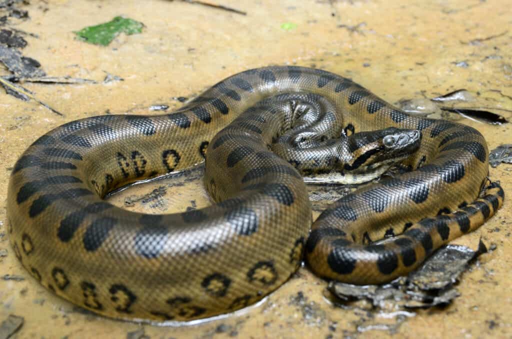 snake animal anaconda