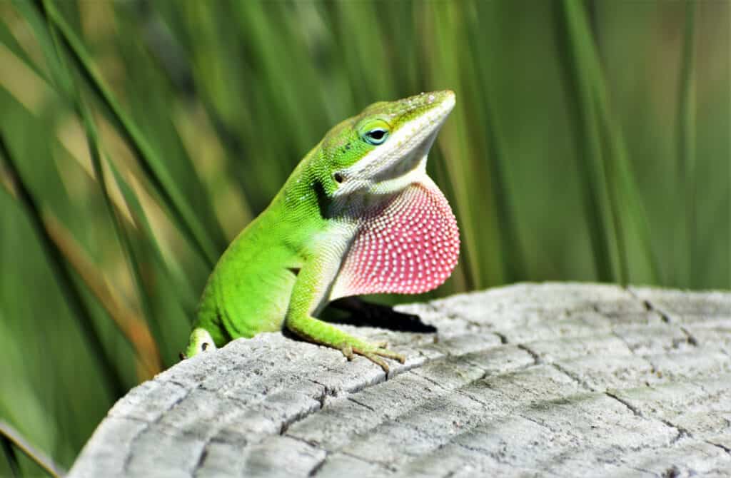 green anole