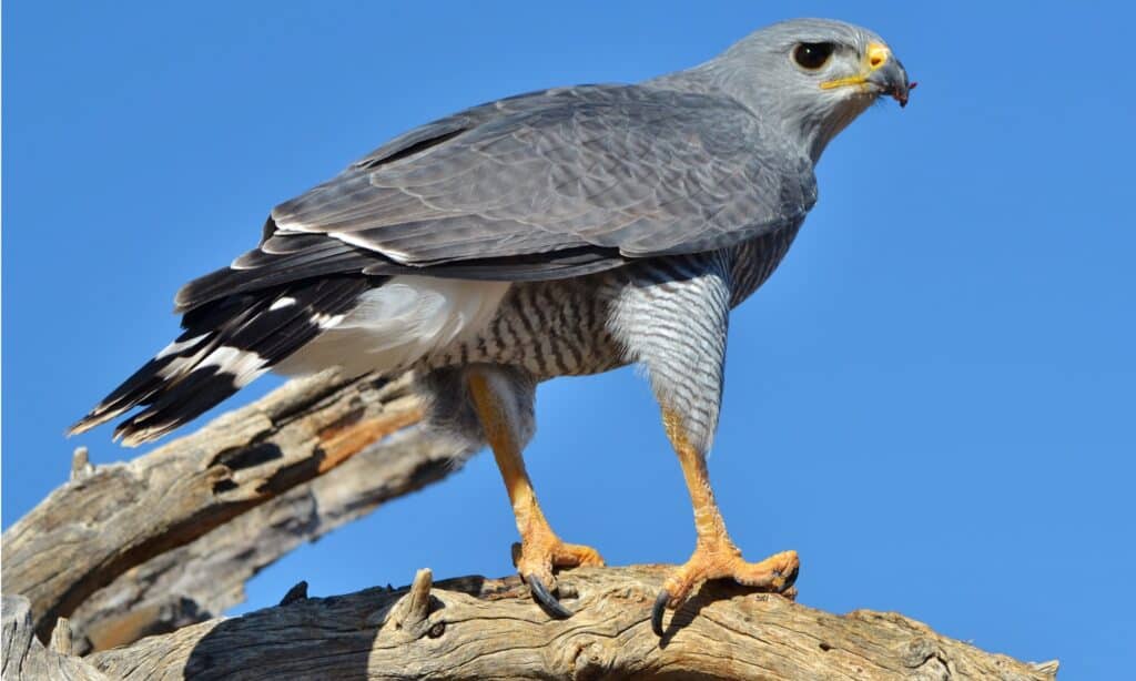 grey hawk or gray hawk