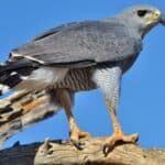 The different species of hawks can range from 12 to 28 inches in length. This is a grey or gray hawk.