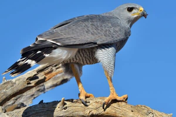 The different species of hawks can range from 12 to 28 inches in length. This is a grey or gray hawk.
