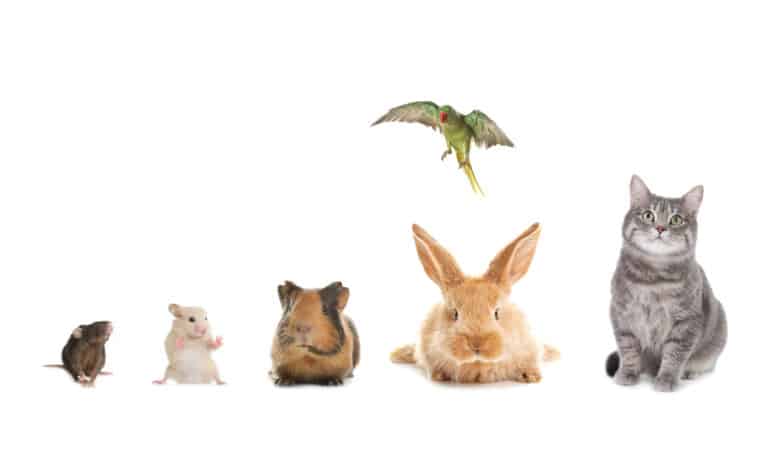 Group of domestic pets on white background animals