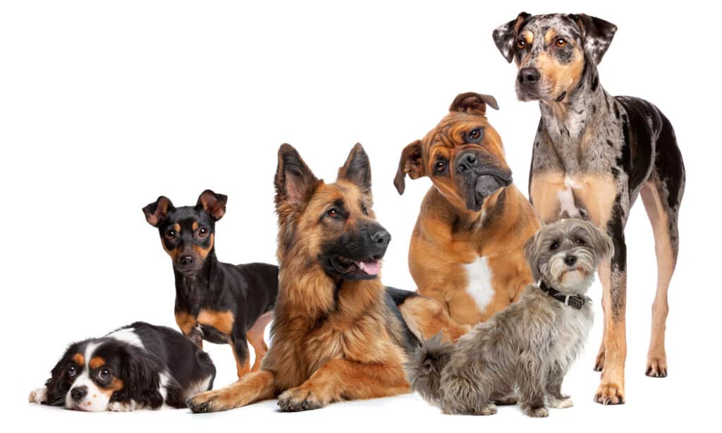 Sáu con chó thuần chủng khác nhau trên nền trắng