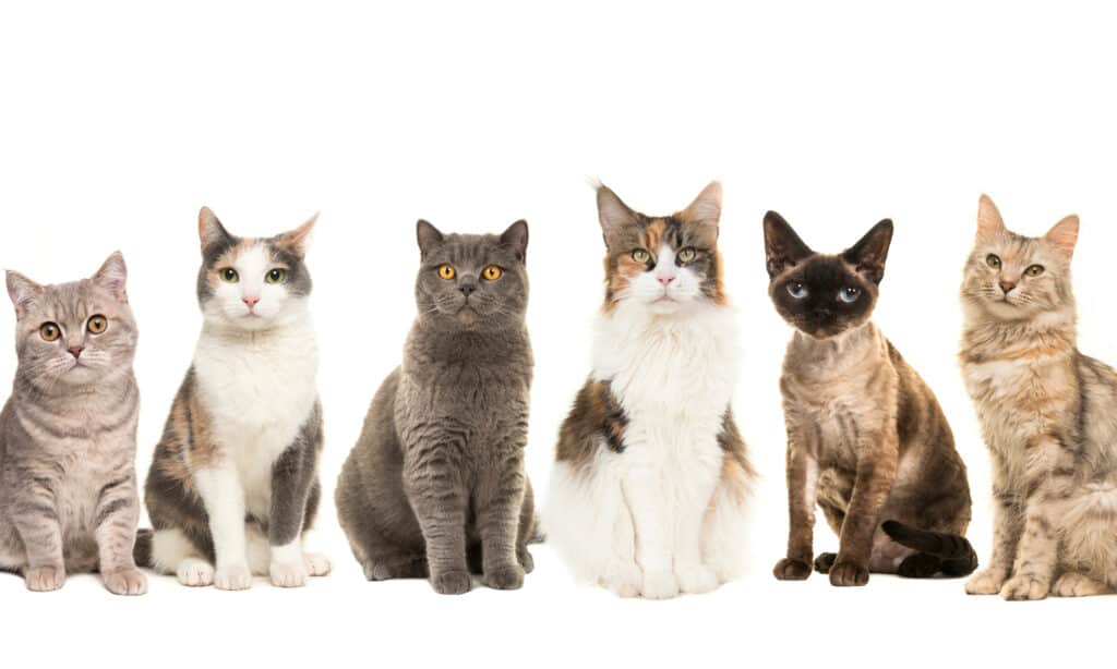 A group of cat breeds on a white background