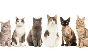 5 Cat Personality Types and How To Tell Which One Your Cat Has Picture