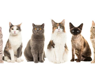 A The 10 Best Cat Breeds For Families With Kids