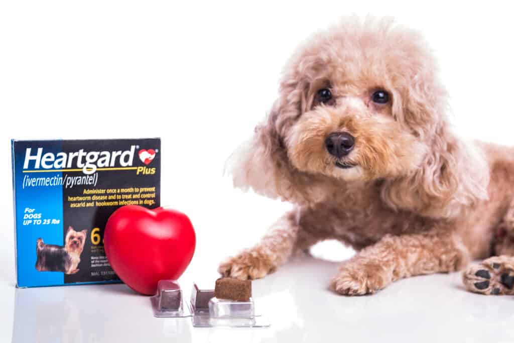 Puppy with Heartgard