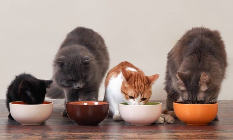 high protein cat food