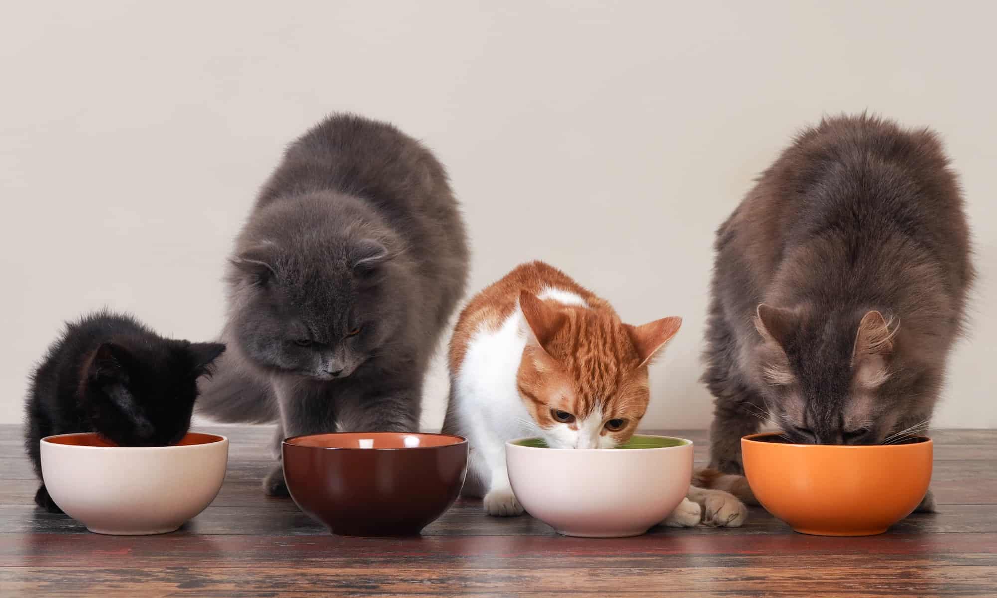 The Top High Protein Cat Food For a Healthy Pet - AZ Animals