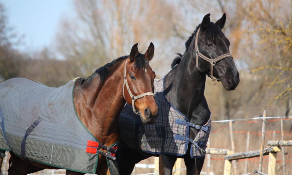 horse blankets for winter