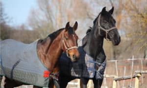 The Best Horse Blankets for Staying Warm in Winter Photo