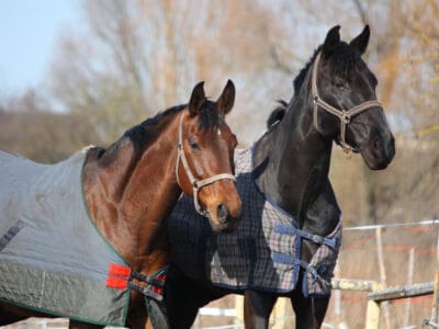A The Best Horse Blankets for Staying Warm in Winter