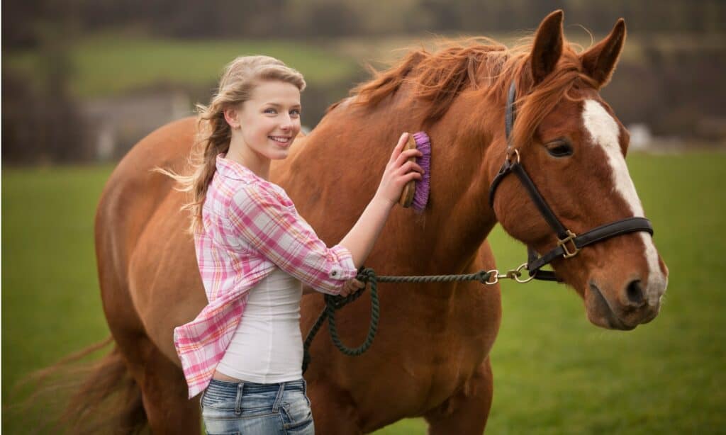 horse grooming kit