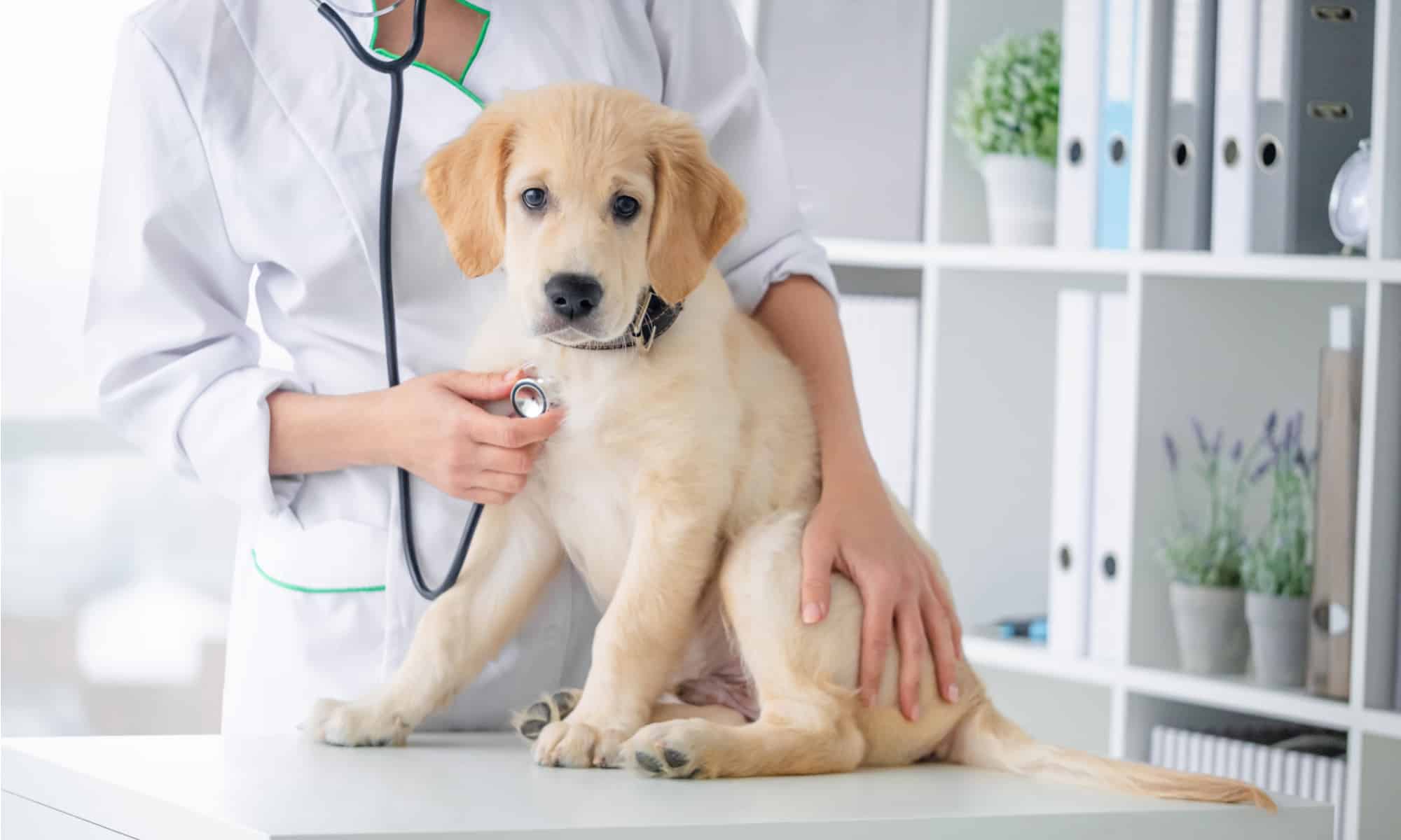 Hookworms in Dogs: Signs, Treatment, and Risks - AZ Animals