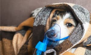 What Is Kennel Cough: The 6 Ways Dogs Get It, Signs and Symptoms, and How to Treat It Picture
