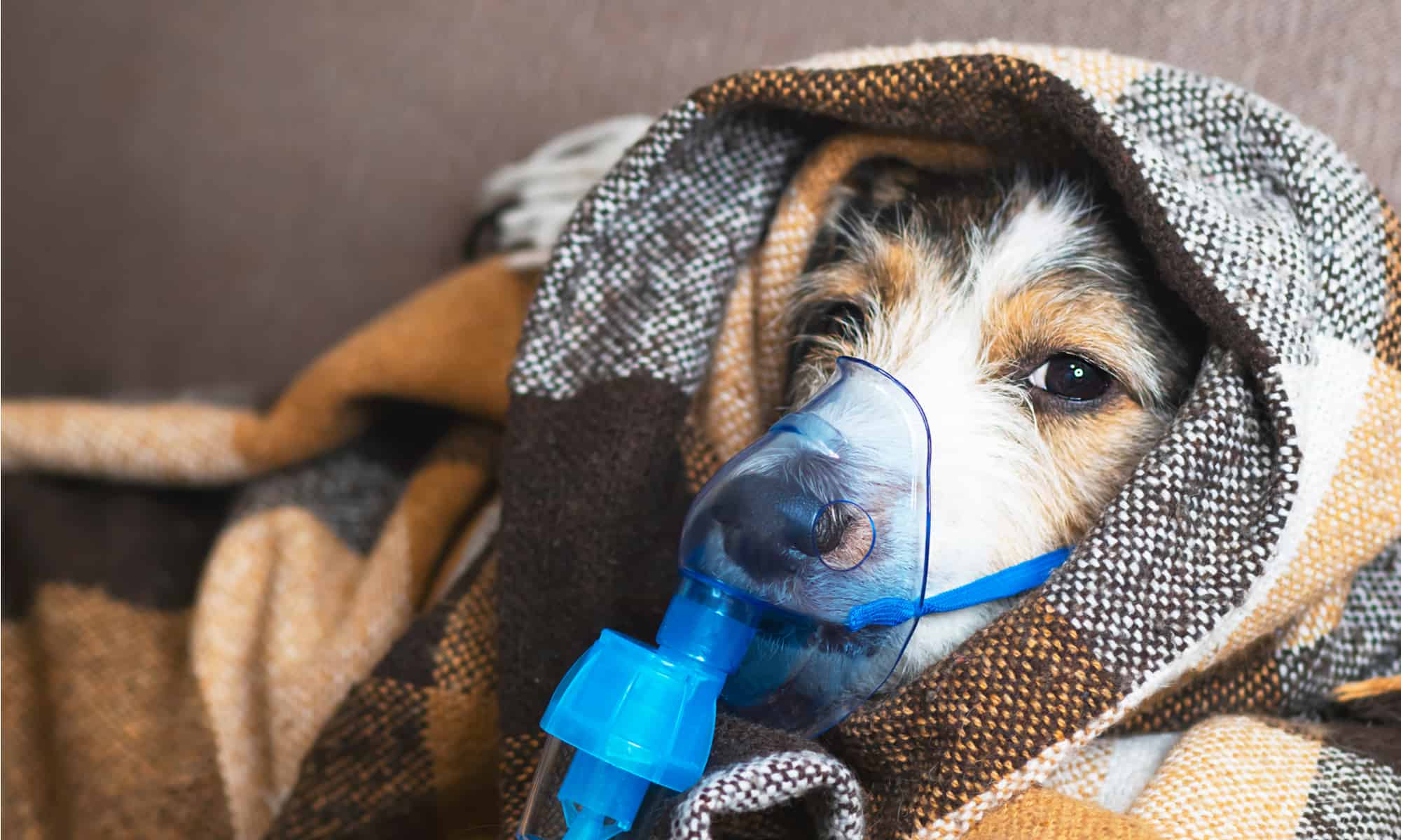 how do you cure kennel cough in dogs
