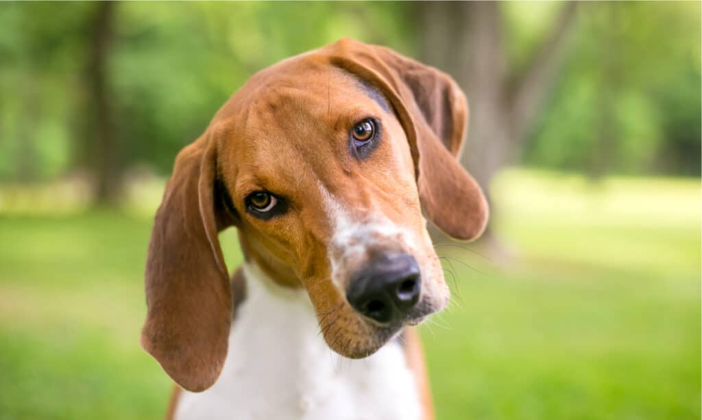 are american foxhounds good with other dogs