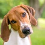 An American Foxhound dog with large floppy ears listening intently.