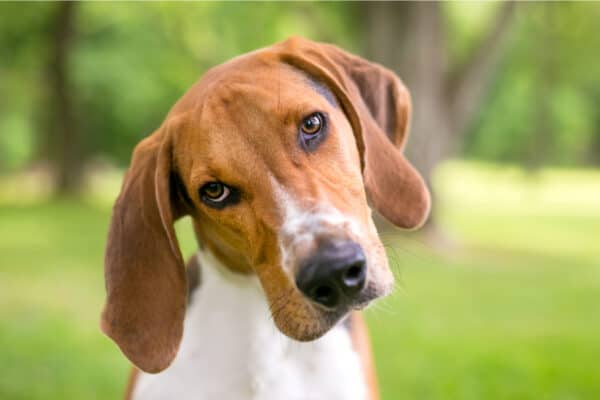 An American Foxhound dog with large floppy ears listening intently.