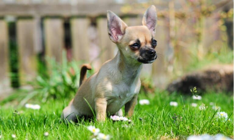 how long can dogs hold their pee