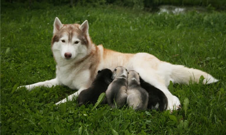 how many nipples do dogs have