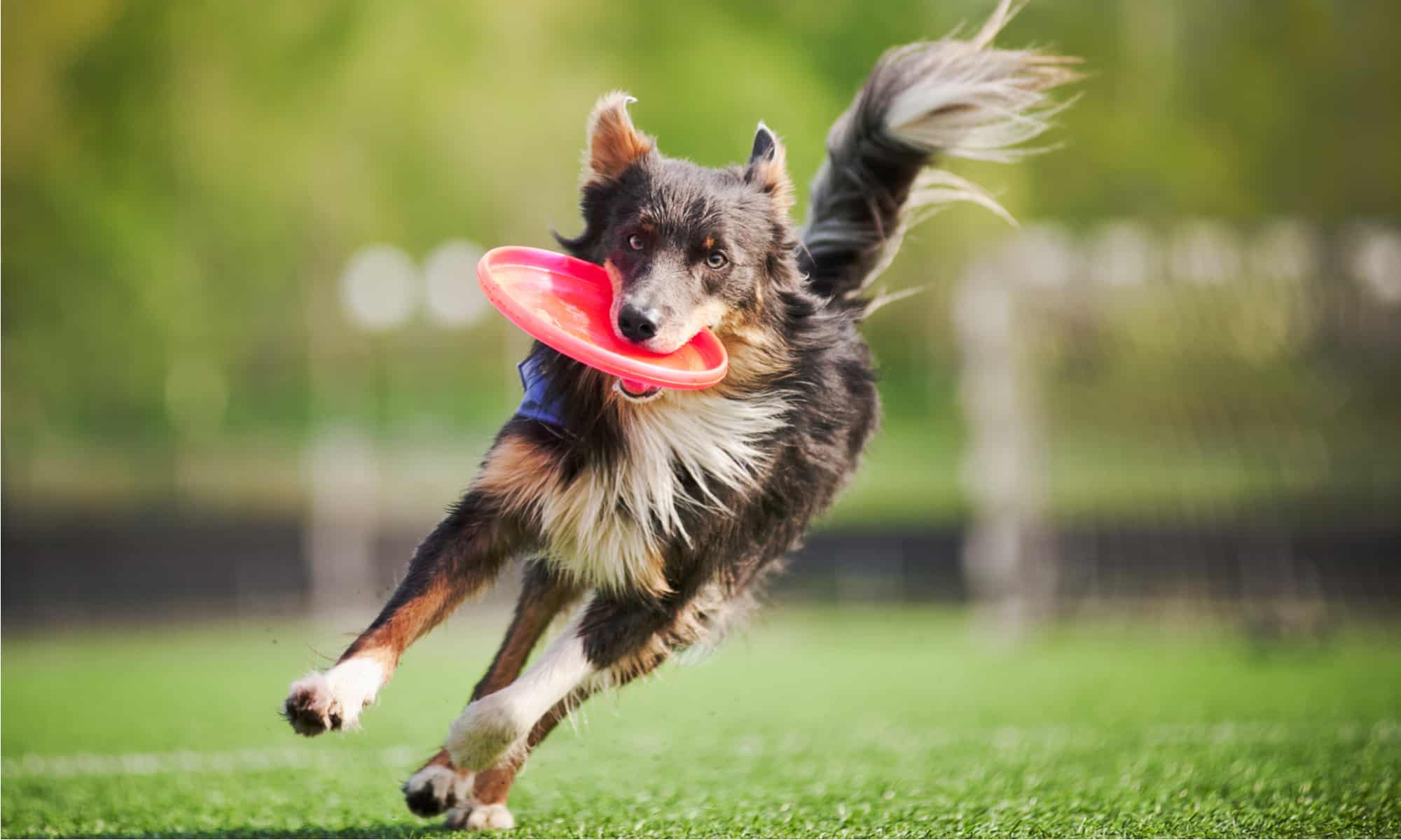 4 Best Dog Frisbee Discs For Fetch (24+ Tested & Reviewed) - Dog Lab