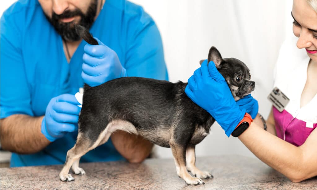 a dog who drips blood after pooping may require anal gland expression