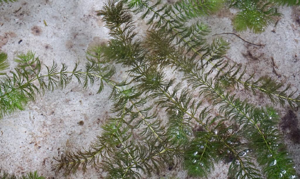 Hydrilla (Hydrilla verticillata)