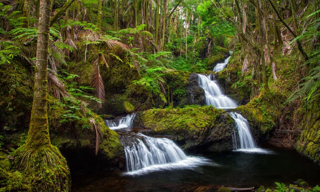 Onomea Falls Hawaii