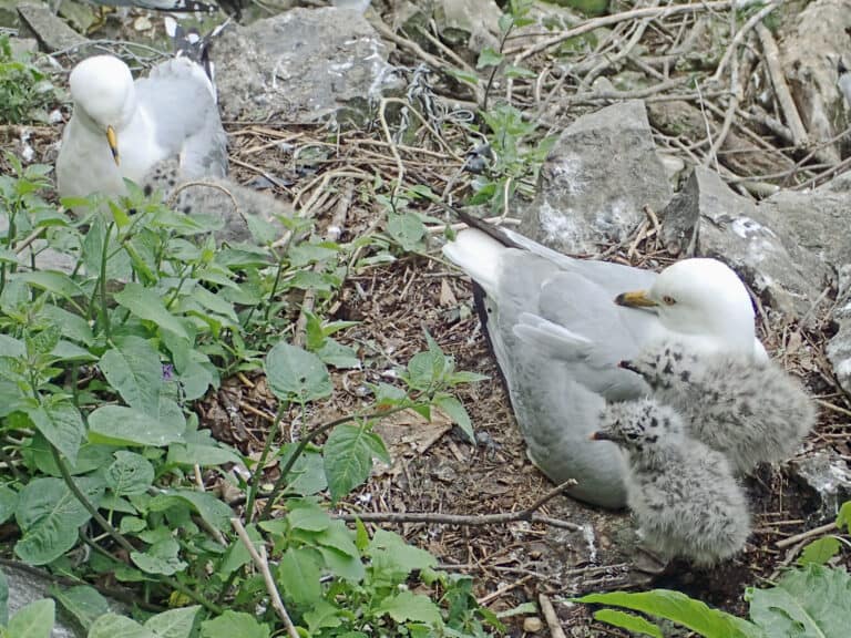 ring-billed gulls with chicks