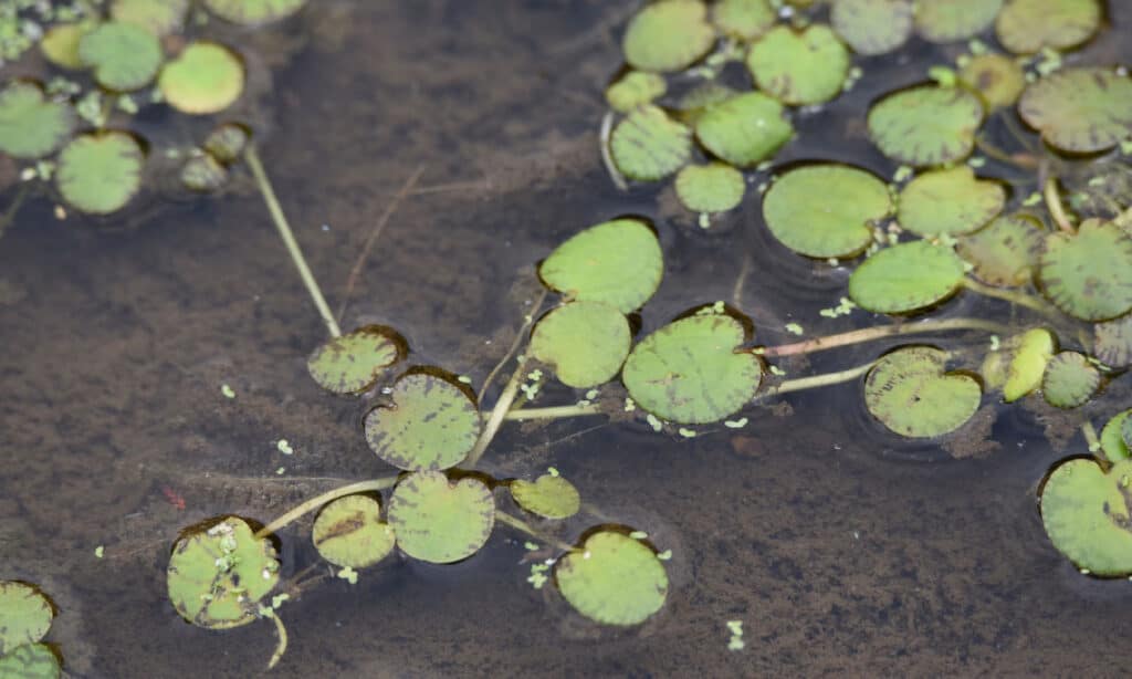 South American Spongeplant (Limnobium laevigatum)