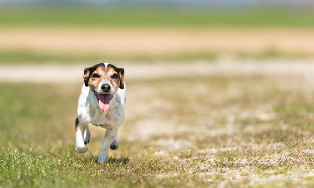 Jack Russell Terrier Hound 