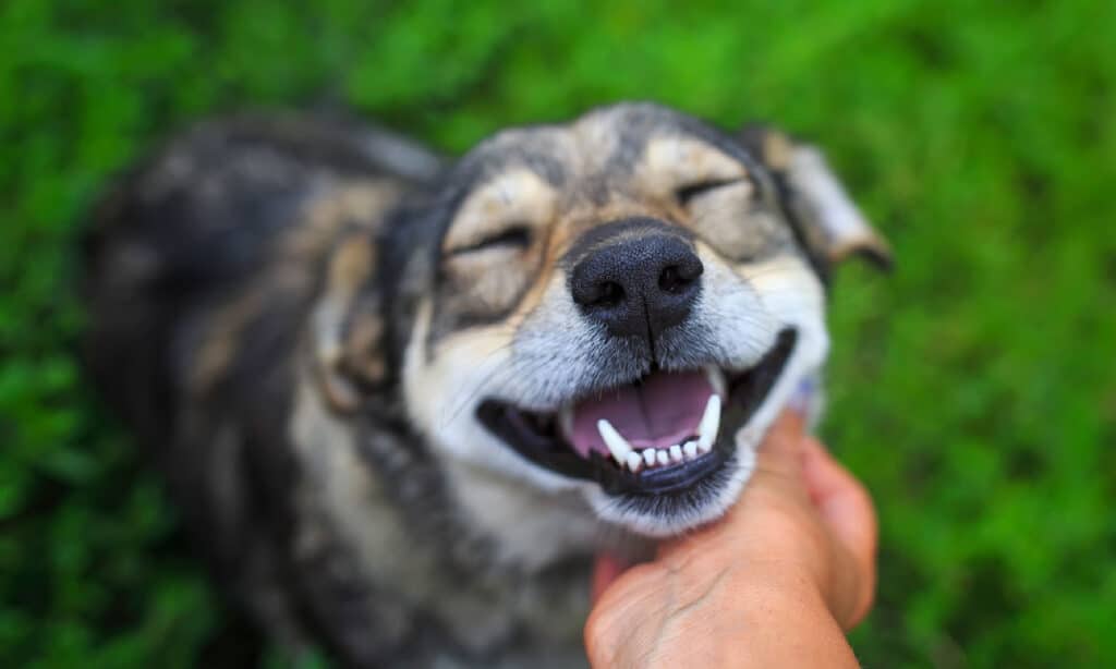Dog, Happiness