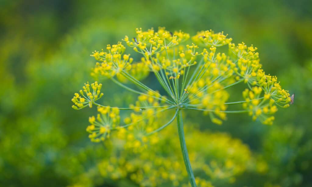 Anise vs Fennel