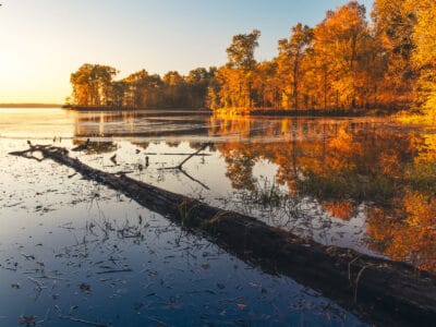 A Discover When Leaves Change Color in Illinois (and 5 Beautiful Places to See Them)