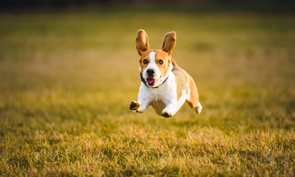 Dog Beagle