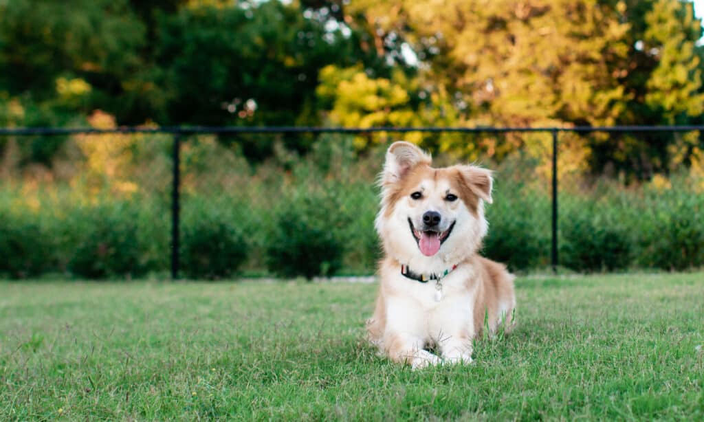 Adorable and adopted, lying in the dog park.