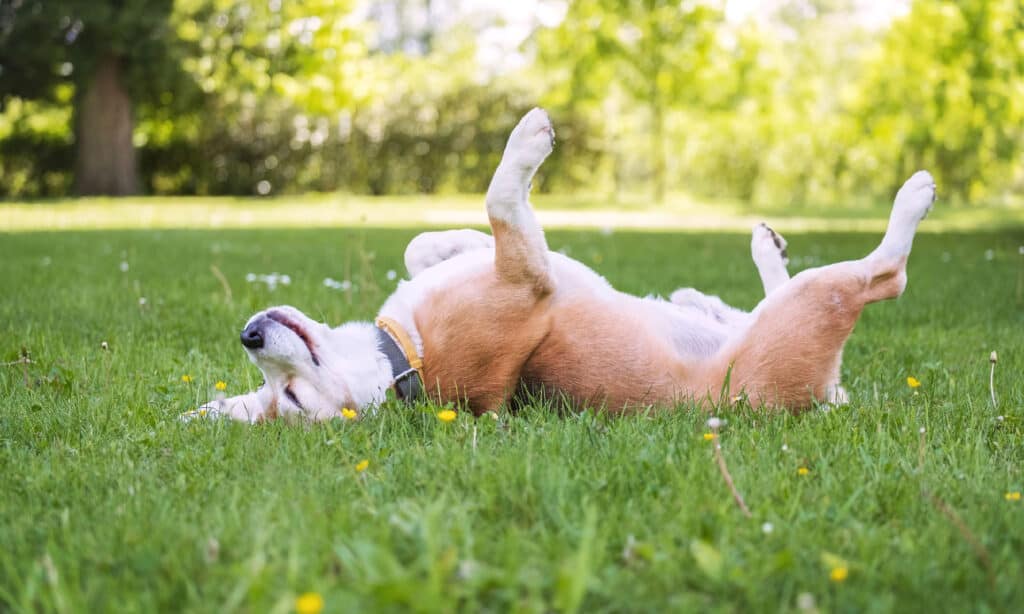 Dog, Summer, Happiness, Springtime, Grass