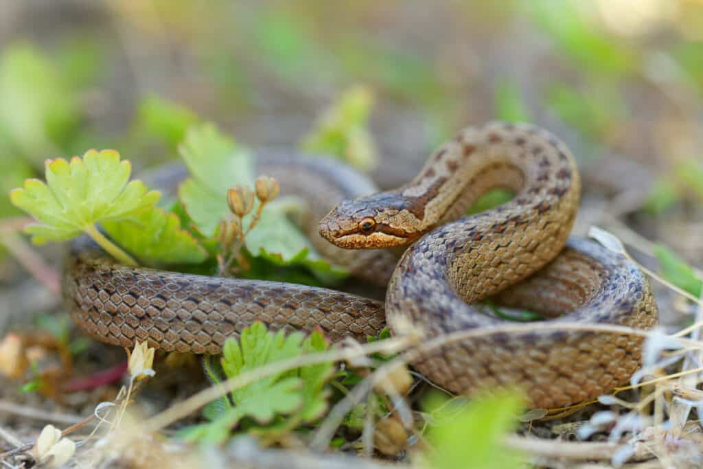 A smooth snake raising its head slightly