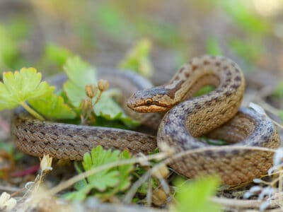 A Smooth Snake