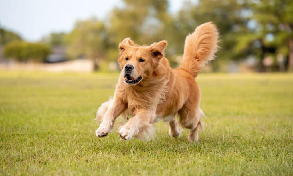 are all golden retrievers long haired