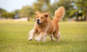 Do Golden Retrievers Shed? Picture