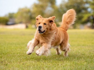 A The 6 Best Dog Parks in Reno