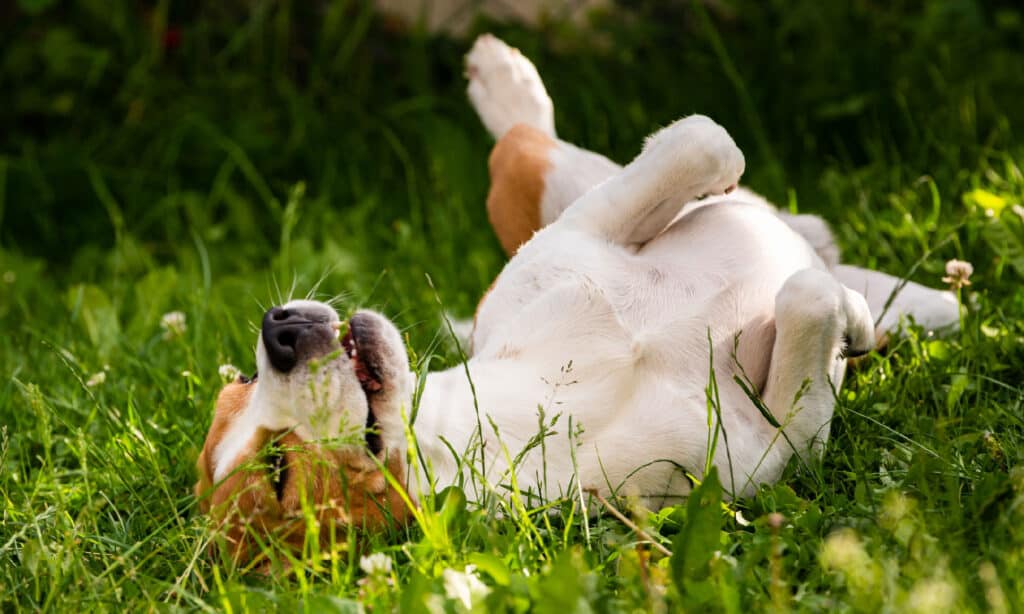 Tricolor beagle dog Rolling In Grass on summer day