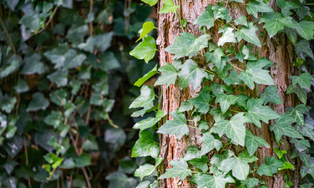 English Ivy (Hedera helix)