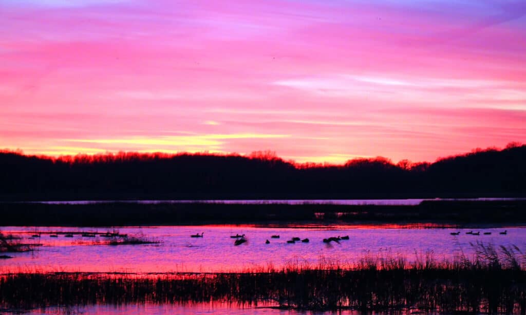 Shearness Pool Delaware